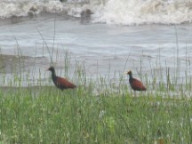 Birds in Lake Nicaragua near Granada, Nicaragua