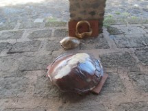 Turtle Shells and shark Jaws collected from Lake Nicaragua.  These are fresh water sharks and turtles