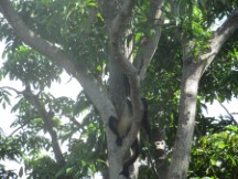 Monkey in tree on one of the small island in Lake Nicaragua near Granada