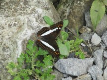 Butterfly near trail to Pailon Del Diablo waterfall