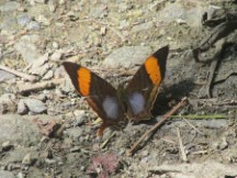 Butterfly near trail to Pailon Del Diablo waterfall
