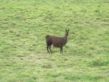 Lama at farm in Ecuador.
