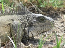 Iguana near La Troncal, Ecuador.