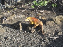 Iguana in the Galapagos Islands, Ecuador.