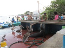 Fishermen cleaning fish in the Galapagos Islands, Ecuador.