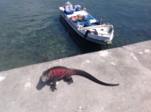 Iguana on the Galapagos Islands, Ecuador.