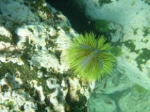 Sea life seen while snorkeling near isle Santa Maria, Ecuador.