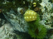 Sea life seen while snorkeling near isle Santa Maria, Ecuador.
