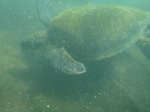 Turtle seen while snorkeling near isle Santa Maria, Ecuador.