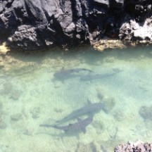 Sharks seen in waterfrom isle Santa Maria, Ecuador.