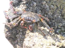 Crab seen on beach of isle Isabela, Galapagos Islands, Ecuador