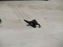 Iguana seen on beach of isle Isabela, Galapagos Islands, Ecuador.