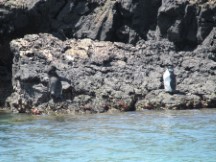 Penguin seen on isle Isabela, Galapagos Islands, Ecuador.