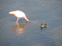 Flamingo seen on isle Isabela, Galapagos Islands, Ecuador.