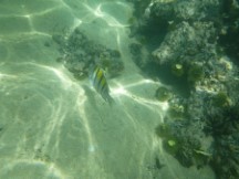 Fish seen while snorkeling near isle Isabela, Galapagos Islands, Ecuador.