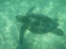 Turtle seen while snorkeling near isle Isabela, Galapagos Islands, Ecuador.