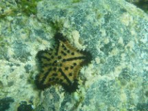 Star fish seen while snorkeling near isle Isabela, Galapagos Islands, Ecuador.