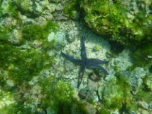 Star fish seen while snorkeling near isle Isabela, Galapagos Islands, Ecuador.