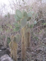 Cacti on isle Santa Cruse, Galapagos Islands, Ecuador.