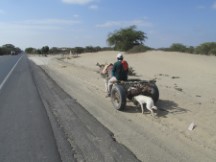 Horse drawn vehicle in desert between Piura, Peru and Chiclayo, Peru.