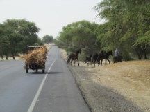 Horses near desert between Piura, Peru and Chiclayo, Peru