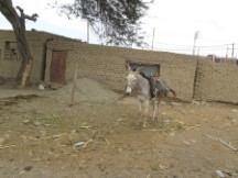 A donkey in front of someone’s house south of Pacasmayo, Peru.