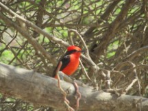 Red bird at Huaco Arco Iris archeological site near Trujillo, Peru.