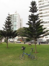 Ted’s bike with interesting trees near the bike/pedestrian trail on the bluff in the Mariflower district of Lima, Peru.