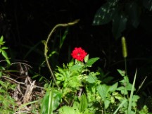 Red flowers in Paraguay.