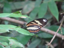 Butterfly at Iguazu falls in Argentina