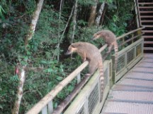 Two Coatis on trail rails at Iguazu Falls in Argentina.