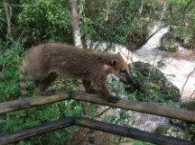 Coati on trail rails at Iguazu falls in Argentina.