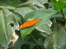 Butterfly at Iguazu falls in Argentina.