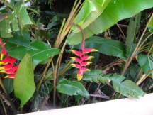 Flowers at Iguazu falls in Argentina