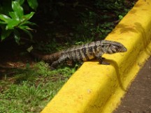Tegu lizard at Iguazu falls in Argentina.
