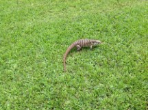 Tegu lizard at Iguazu falls in Argentina.