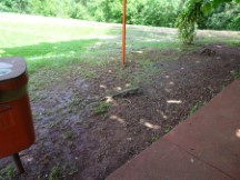 Tugu lizard and Coati at Iguazu falls in Argentina.
