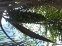 Plant at Iguazu falls in Argentina.