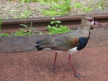 A Southern Lapwing bird at Iguazu falls in Argentina.