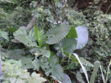 Large leafed plants near Puerto Iguazu, Argentina.