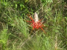 Flower in Argentina.