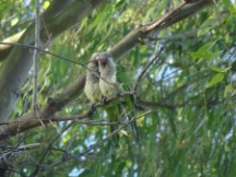 Monk parrots in the tree at Dayman, Uruguay.
