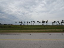Trees in Uruguay.