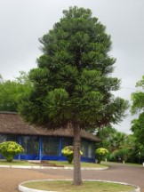 Tree at Puerto Viejo, Uruguay.
