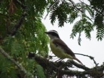 Great Kiskadee bird at campground in Puerto Viejo, Uruguay.