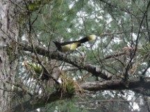 Plushed-crested Jay bird at campground in Puerto Viejo, Uruguay.