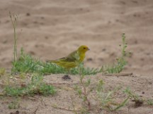 Finch bird at campground in Puerto Viejo, Uruguay.