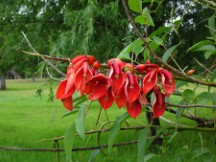 Flower at campground in Puerto Viejo, Uruguay.