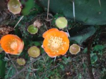 Cactus with flowers at campground in Puerto Viejo, Uruguay.