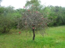 Flowering tree at campground in Puerto Viejo, Uruguay.